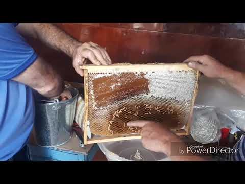 Video: Ինչպես համտեսել մեղրի ծագումը