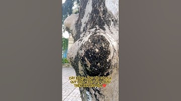 CÂY BẰNG LĂNG TÍM ĐỘC LẠ QUÝ HIẾM U BỨU TUYỆT ĐẸP TRÊN TÂY NGUYÊN