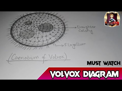 Video: Kā Volvox iegūst enerģiju?