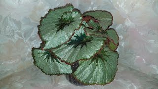 Begonia Namur / Бегонія Namur