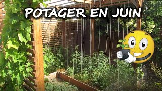 Potager en Juin - Autonomie alimentaire