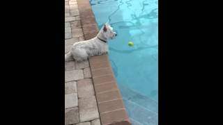 Westie takes an unexpected swim!