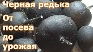 видео Сорта редьки зимней