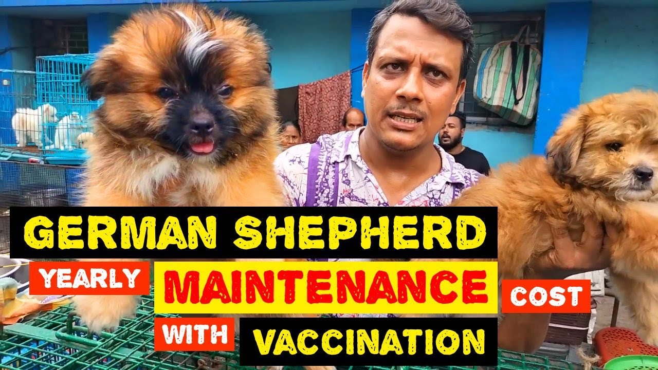 german-shepherd-maintenance-cost-german-shepherd-vaccination-price