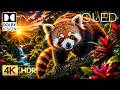 Stunning World of Animals 16K Video ULTRA HD | Dolby Vision OLED HDR Test (8K/4K Video Ultra HD)
