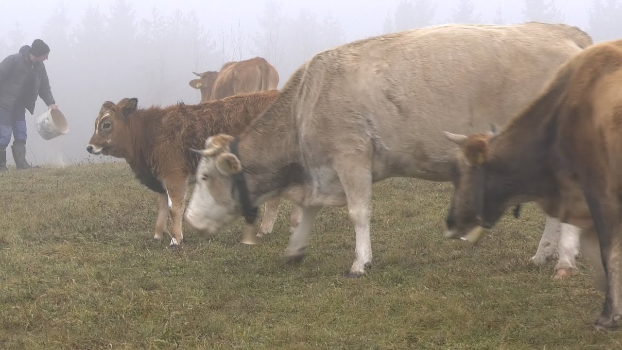 - MOJA FARMA GOVEDA ZIMU DOČEKUJU NA PLANININI KRUŠEVICI KOD BUGOJNA