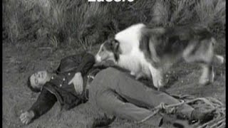 Lassie Come Home (again): remake of a classic is a reminder of our bond  with pets