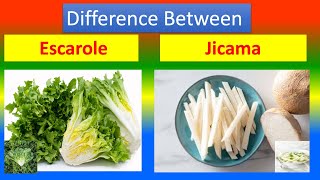 Differences Between Medical And Health Benefits Of  Escarole and Jicama screenshot 5
