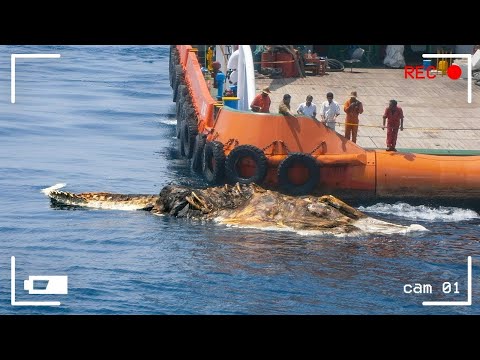 Видео: То, Что Они Обнаружили На Дне Океана, Шокировало Весь Мир