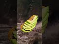 Remember when avocado toast was going to destroy everything?