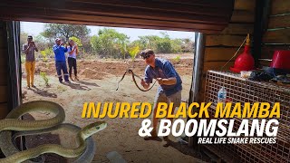 Africa's Deadliest Snakes | Boomslang and Injured Black Mamba