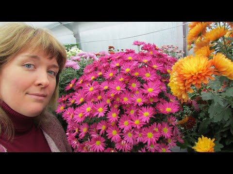 Мой первый опыт выращивания хризантем