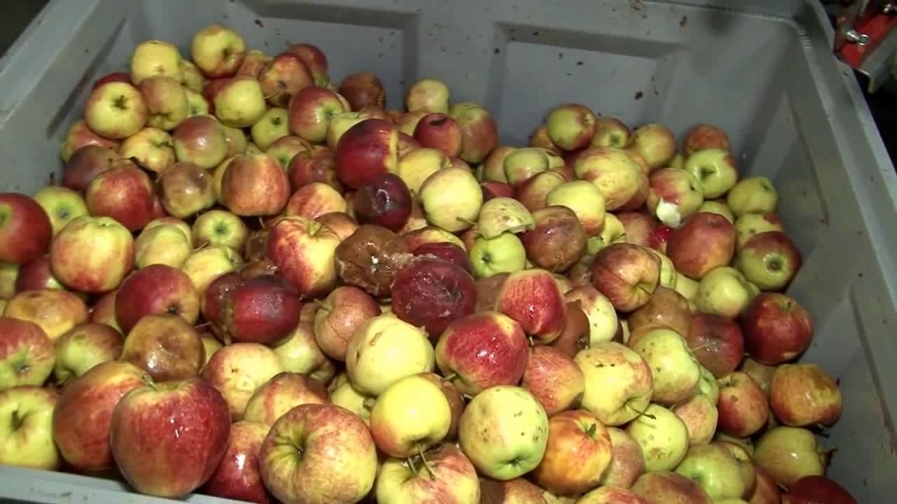 Apple sorting line - YouTube