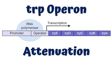 Attenuation in trp Operon Animation || Gene regulation in Prokaryotes