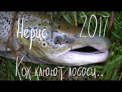 Video: Kaip Virti Rausvas Lašišos žuvis