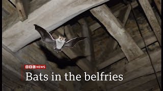 Bats In The Belfry In The Uk - 31Oct2025