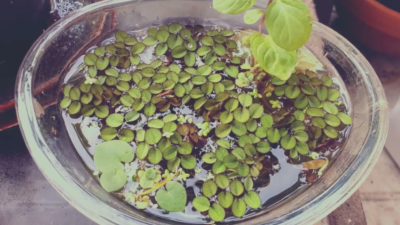 Garten und Teichstory