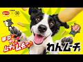 日本ペットフード×湖池屋 わんムーチョにムチュー!