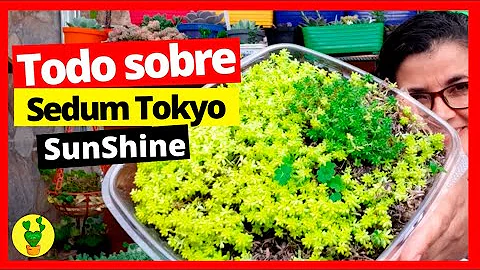 Proč jsou japonské javory odolné?