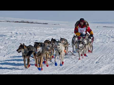 فيديو: 2013 Iditarod Winner Mitch Seavey وفريقه من الكلاب