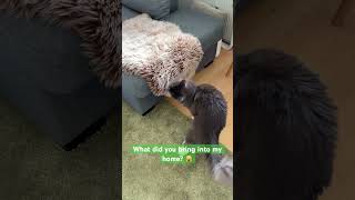 What is that? 🙀