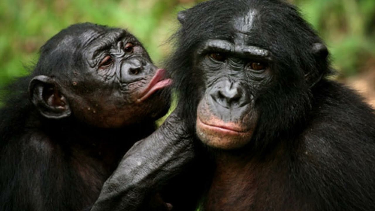 The most bizarre animal mating habits.