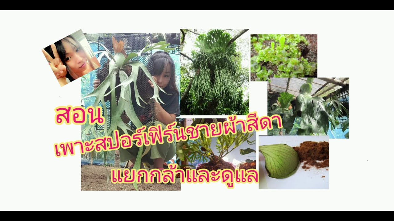 เฟิร์นชายผ้าสีดา กับการเพาะสปอร์ขยายพันธุ์ สอนละเอียดให้จ้า