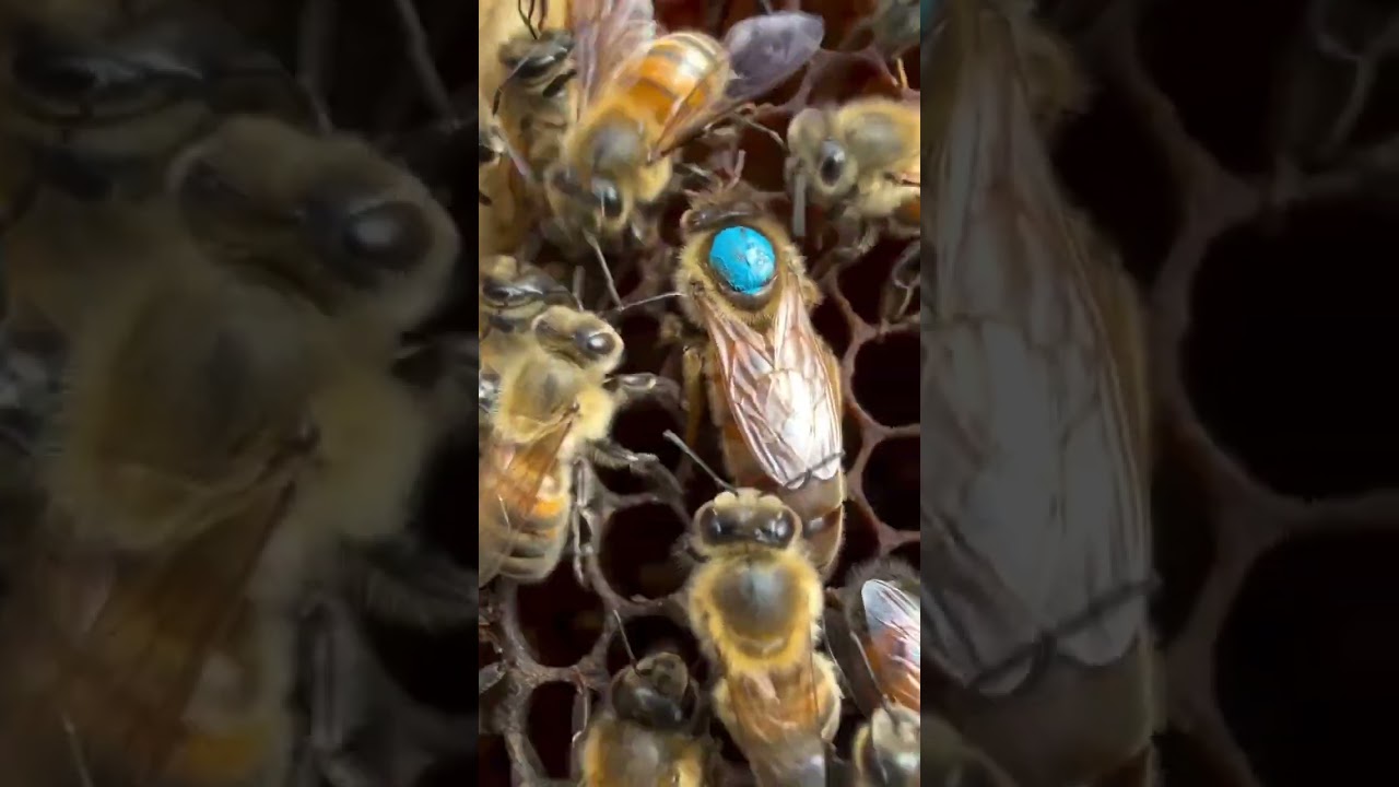 🌼🐝Find a queen easily.