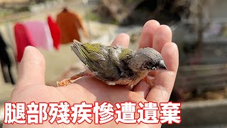 Masked Bird Brother | Diary of Saving Bird: Bird's leg disability was abandoned by its owner, but i