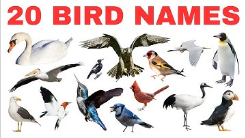 20 BIRDS NAME | Learn Bird Names for Kids | Fun Animal Video for Children!