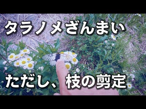 タラノメざんまい ただし 枝の剪定 Vlog 010 Youtube