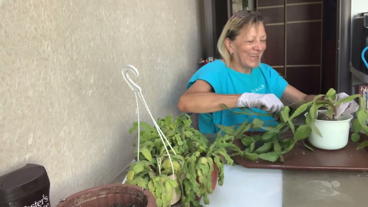 Комнатные растения. Лесные кактусы. Пересадка эпифиллума.