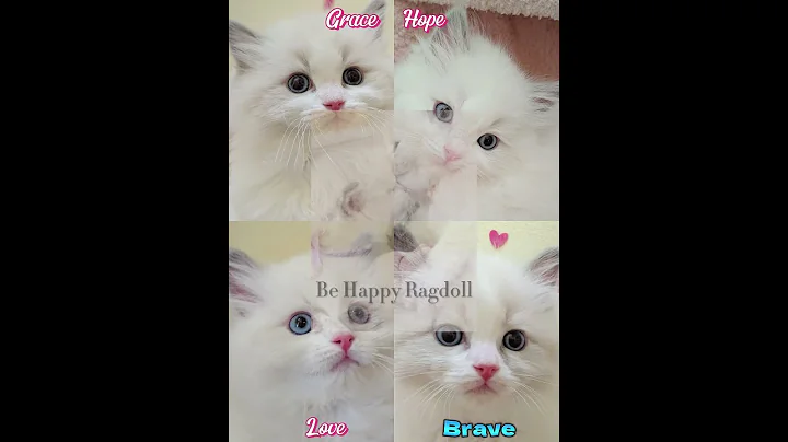Video 10494921: ragdollkittens cat kitten
