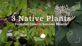 From Fall Color to Summer Blooms: 3 Native Plants Worth Growing in New England