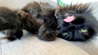 The LOUDEST Kitty Snore You've Ever Heard!