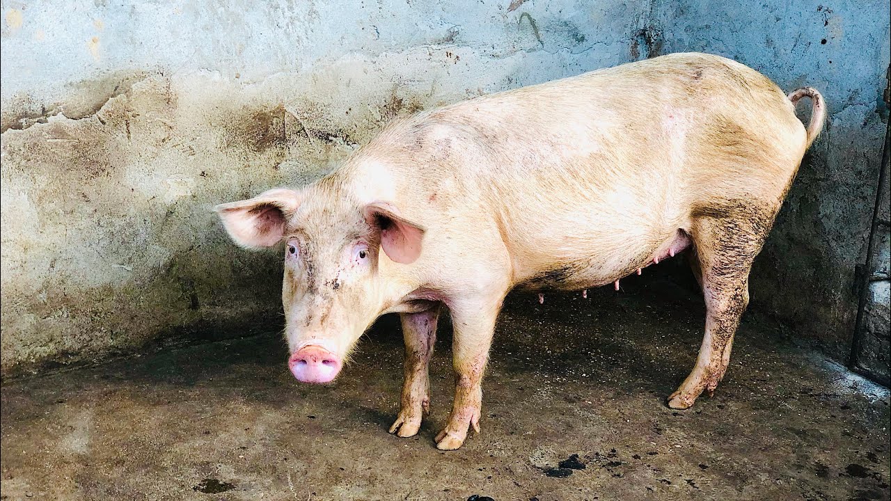 How To Know If A Pig Is Pregnant YouTube