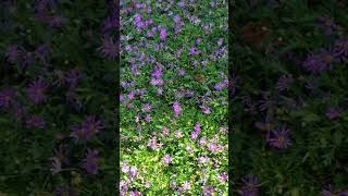 Brachyscome Multifida  brachyscome  multifida flowers brachyscomemultifida short taiwan