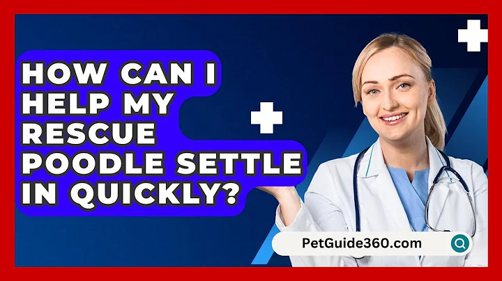 How Can I Help My Rescue Poodle Settle In Quickly? - PetGuide360.com