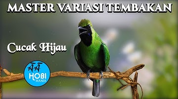 master variasi tembakan cucak hijau