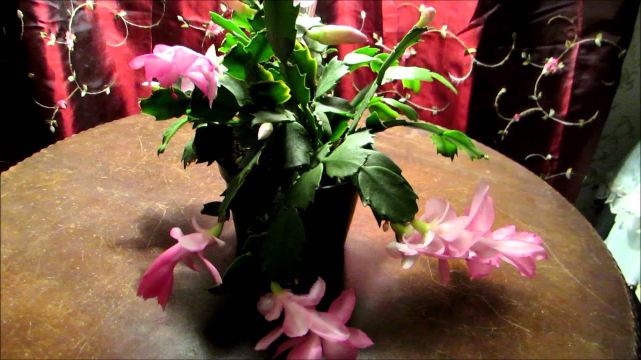 My beautiful pink Thanksgiving flowering cactus in full bloom 2/25/2016