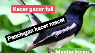 Kacer gacor/ full isian