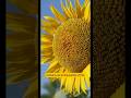 Sun-sational facts about sunflowers #shorts