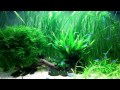 Aquarium paracheirodon innesi