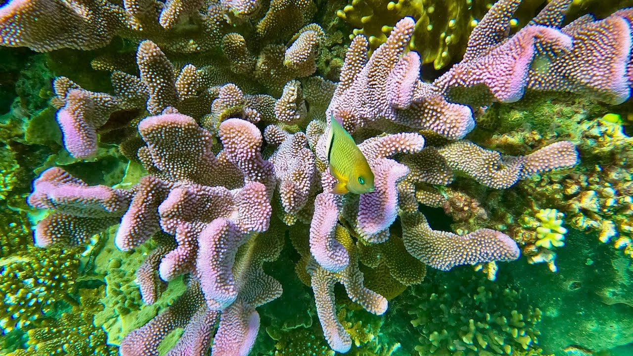 Fiji - The Soft Coral Capital of the World - Freediving in Fiji’s Underwater Paradise - July 2025