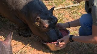 Baby hippo drinks a smoothie - Nature's Miracle Orphans: Series 2 Episode 4 Preview - BBC One thumbnail