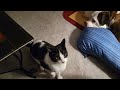 Gibson the cat plays fetch