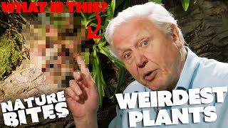 David Attenborough's Weirdest Plants | Nature Bites