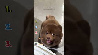 🧸🐶