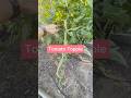 Unruly tomatoes? Here’s a fix.