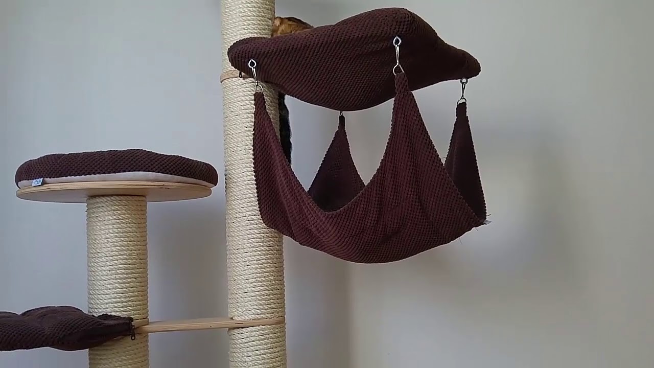 Bengal cat - Bambibengals cattery - Litter A